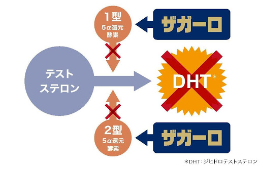 ザガーロのはたらき